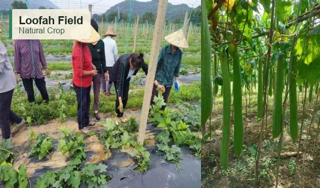 Loofah growing field and natural loofah crop for Qianhong sourcing